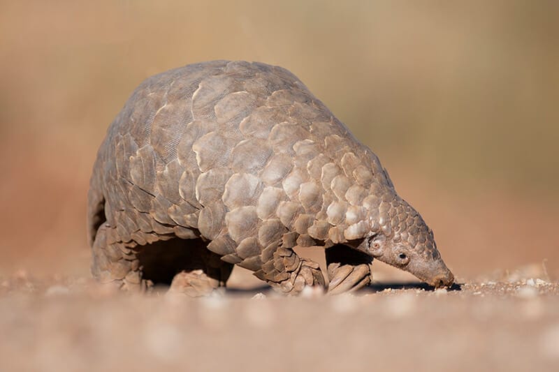 Airlines teaming up to save a species