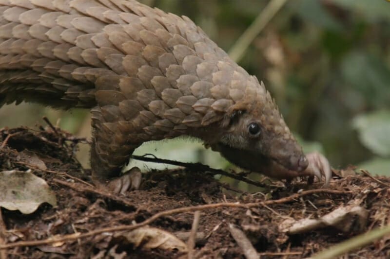 Have you ever seen a pangolin?