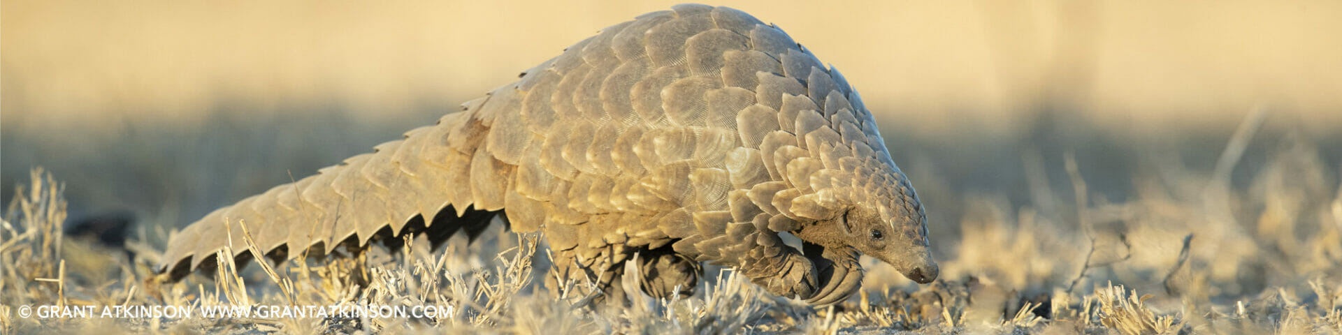 Can coronavirus save the African pangolins?