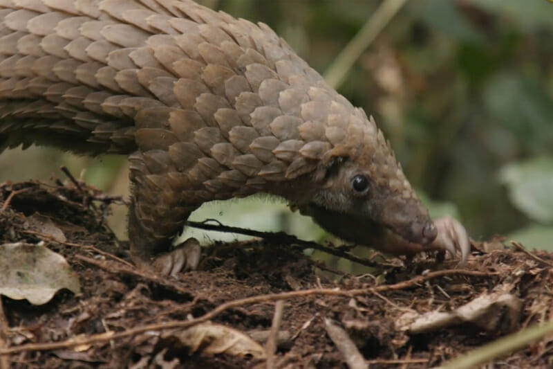 Have you ever seen a pangolin?