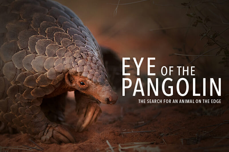 Pangolins: the fight for screen time and survival