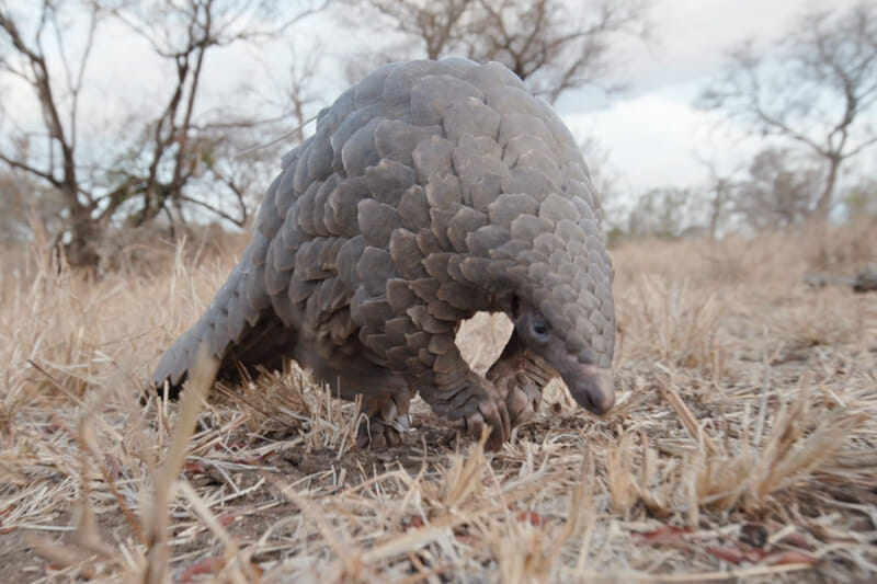 Pangolins: will they become the dodo of our generation?