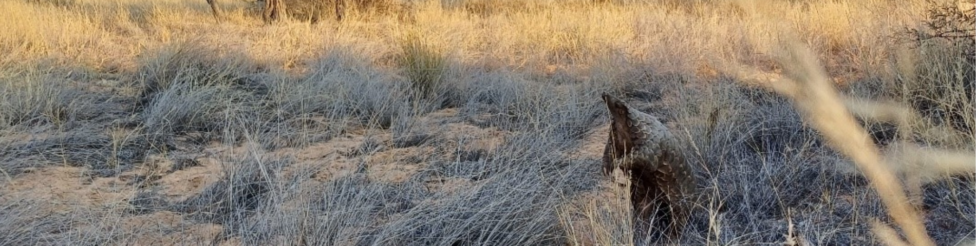 Field guides as environmental stewards preserving South Africa’s elusive wildlife