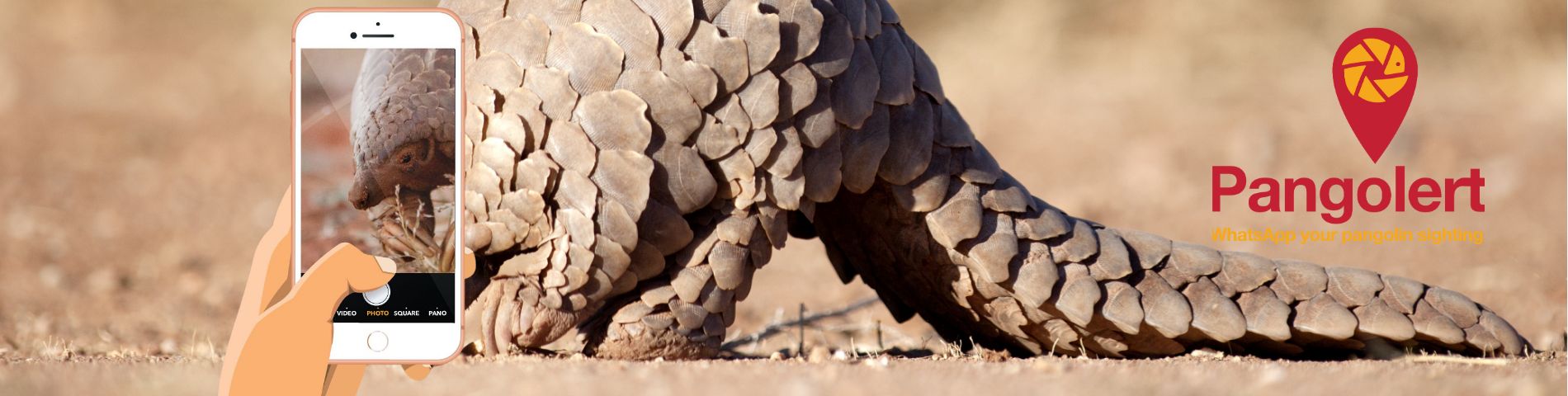 Pangolert