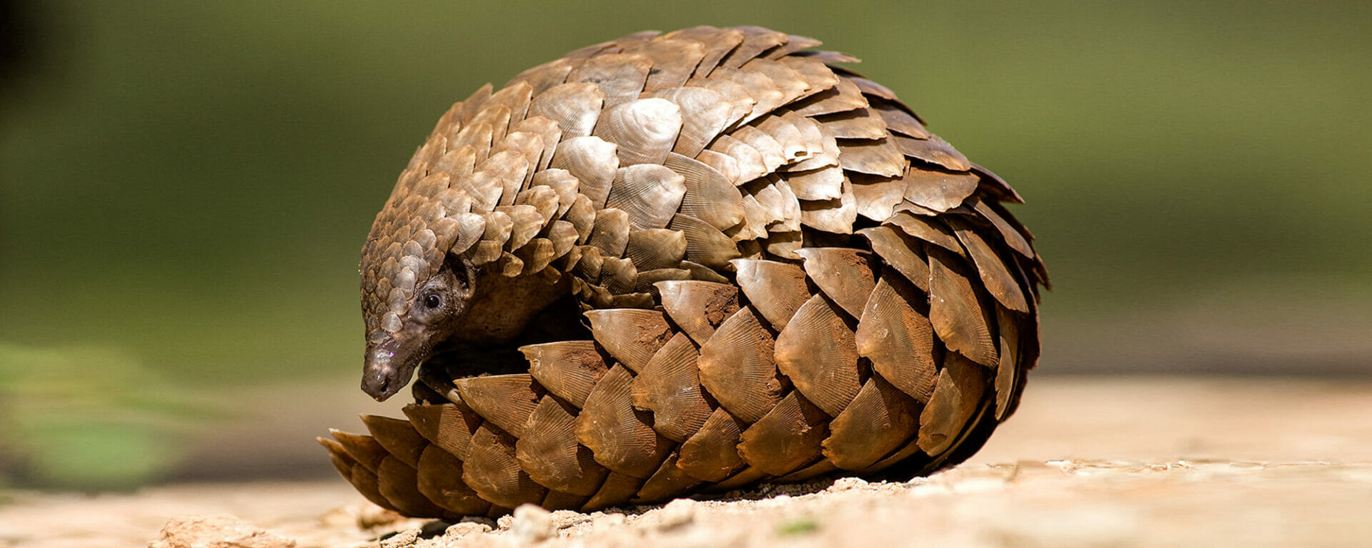 Pangolin Sightings