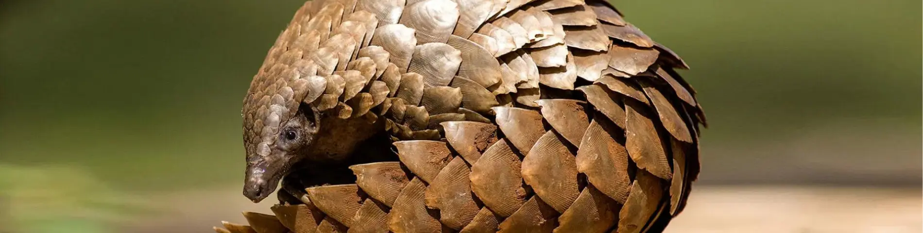 Safeguarding the future of Africa’s pangolins