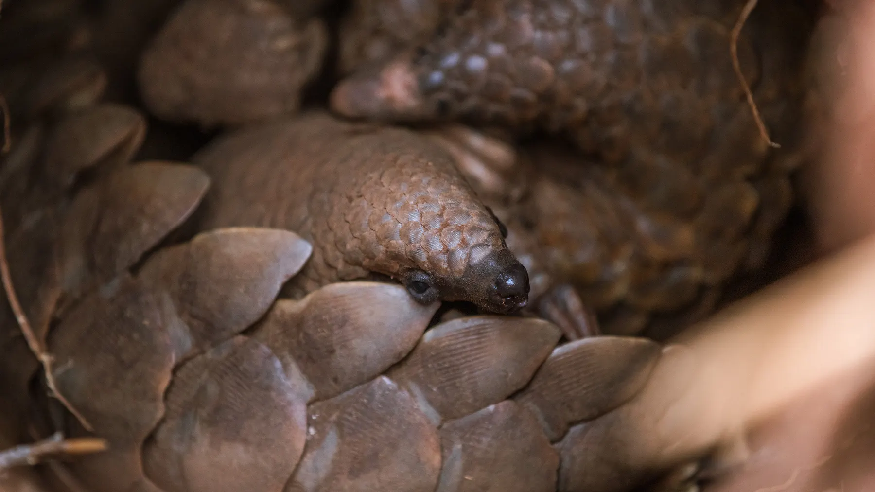 A pangolin curled up, showing its overlapping scales