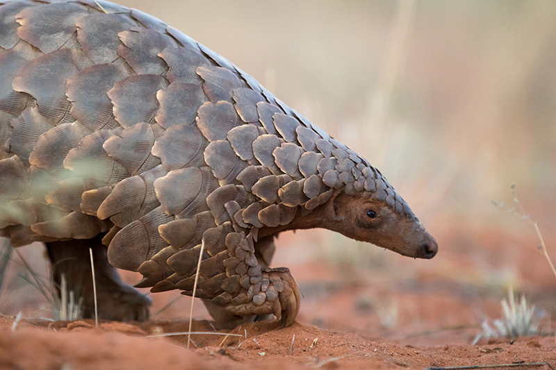 Whats-a-pangolin