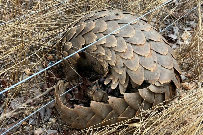 Pangolin Friendly Fencing Pangolin Friendly Fencing