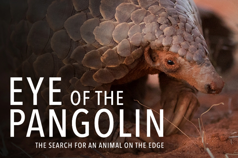 Eye of the pangolin Eye of the pangolin video