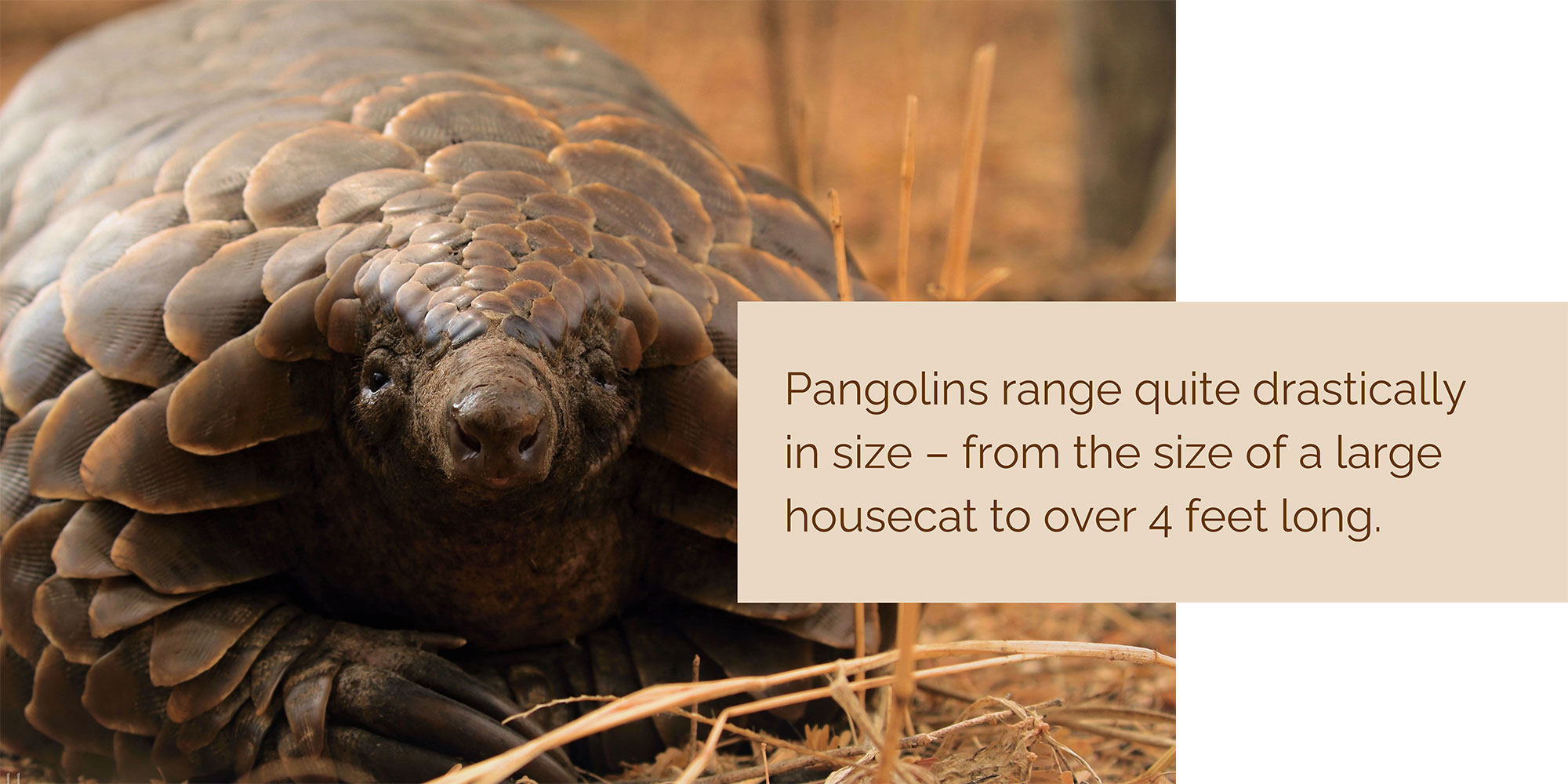 pangolin slideshow 3