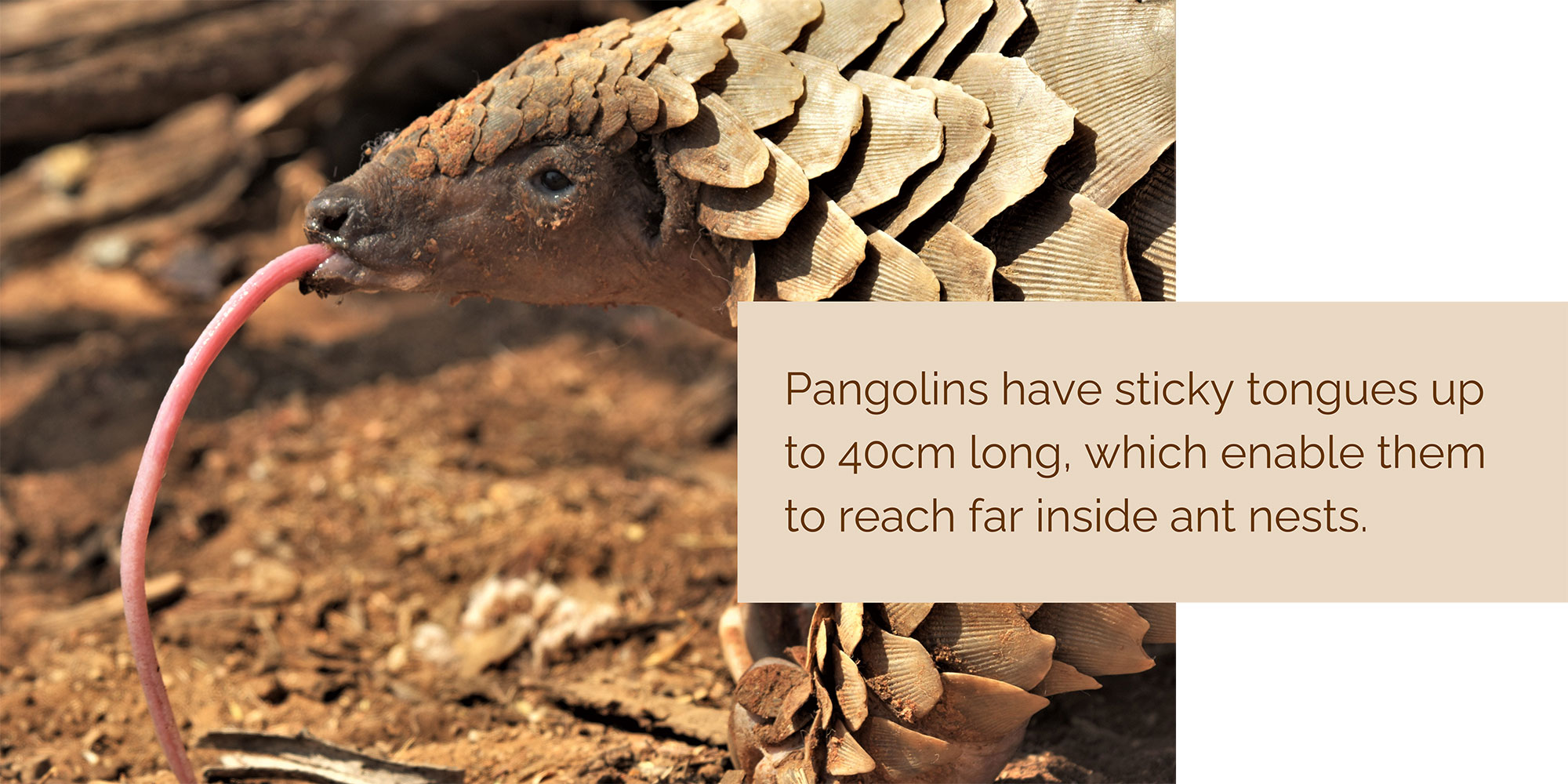 pangolin slideshow 4