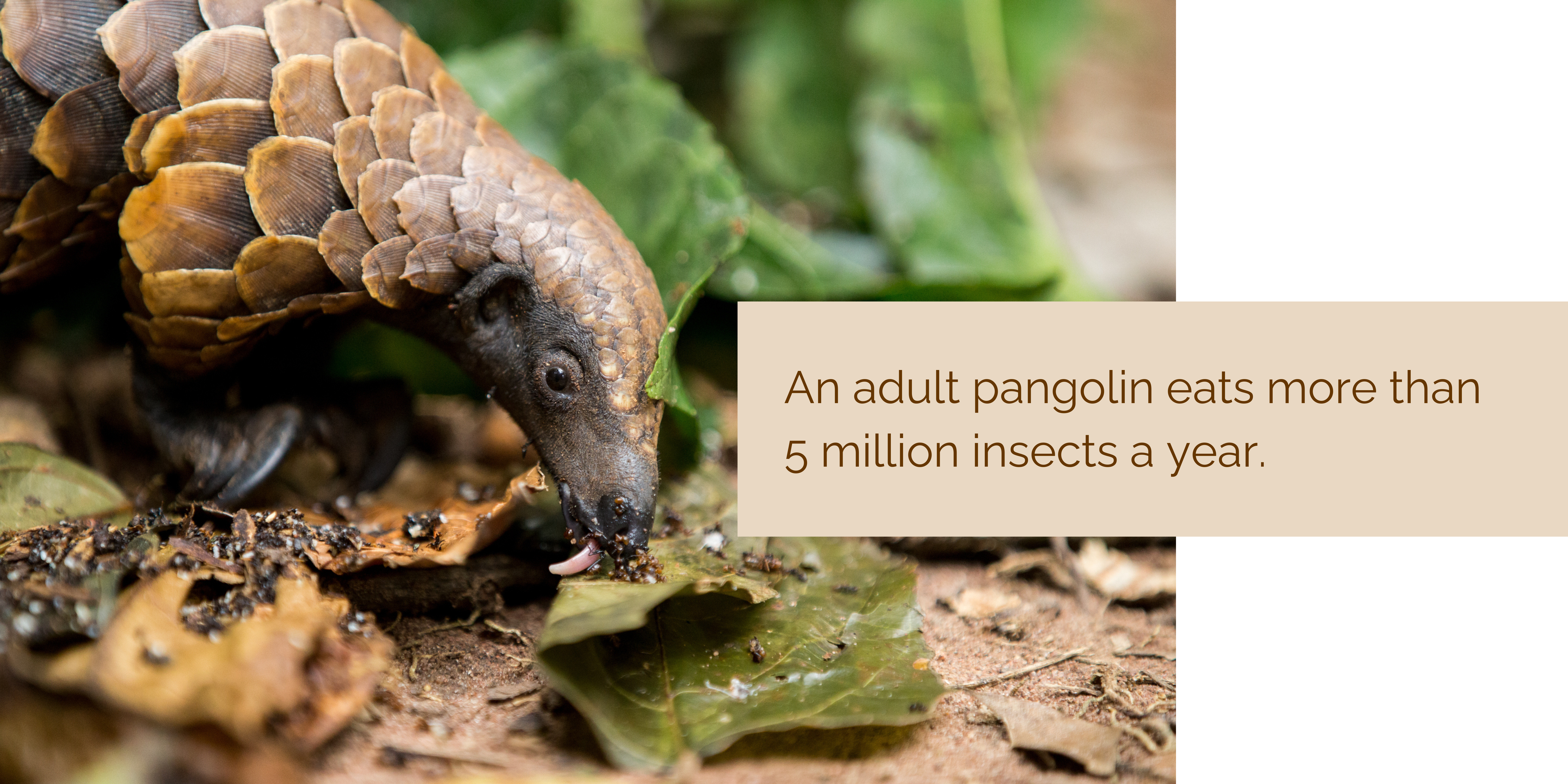 pangolin diet